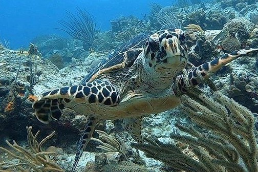 a turtle swimming underwater