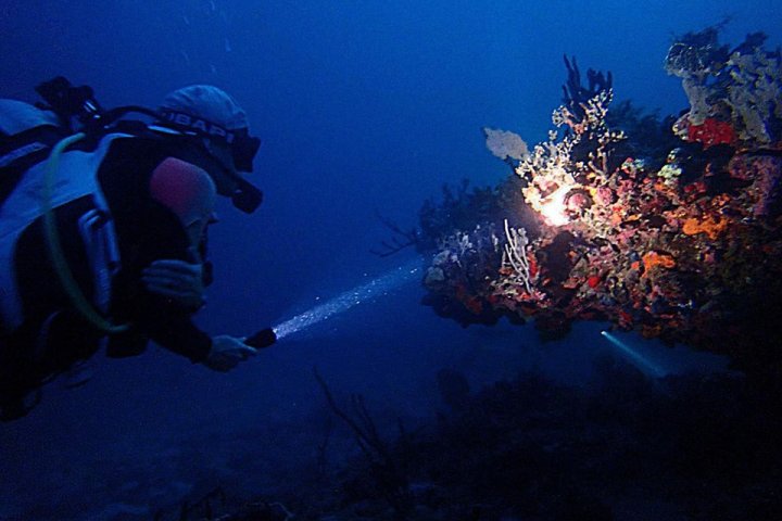 St Thomas night dive flashlight on coral