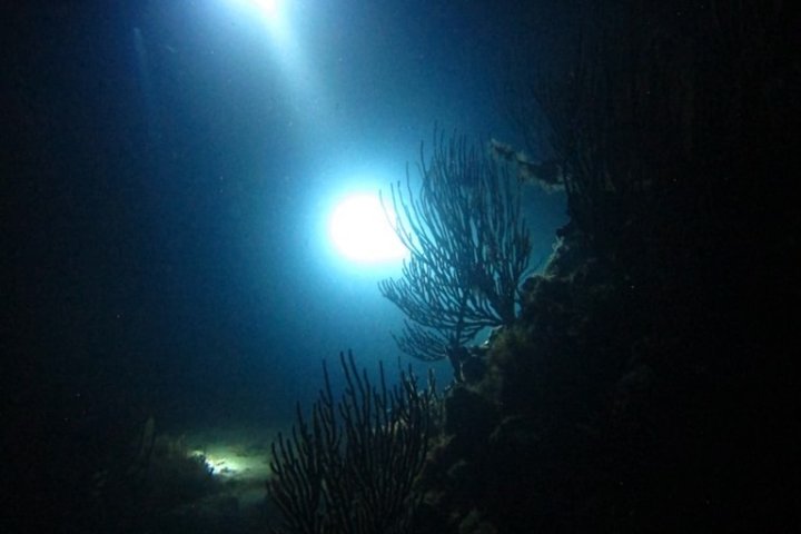 night divers flashlights underwater