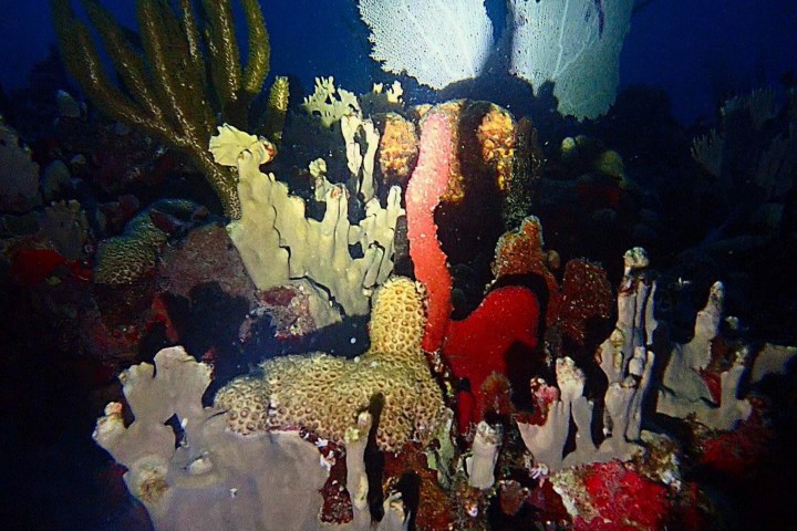 underwater view of a coral