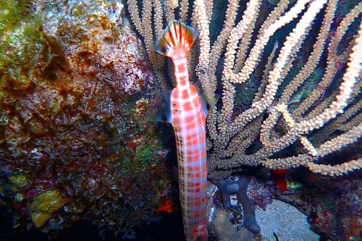 a close up of a fish