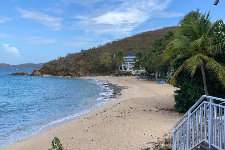 a group of palm trees on a beach