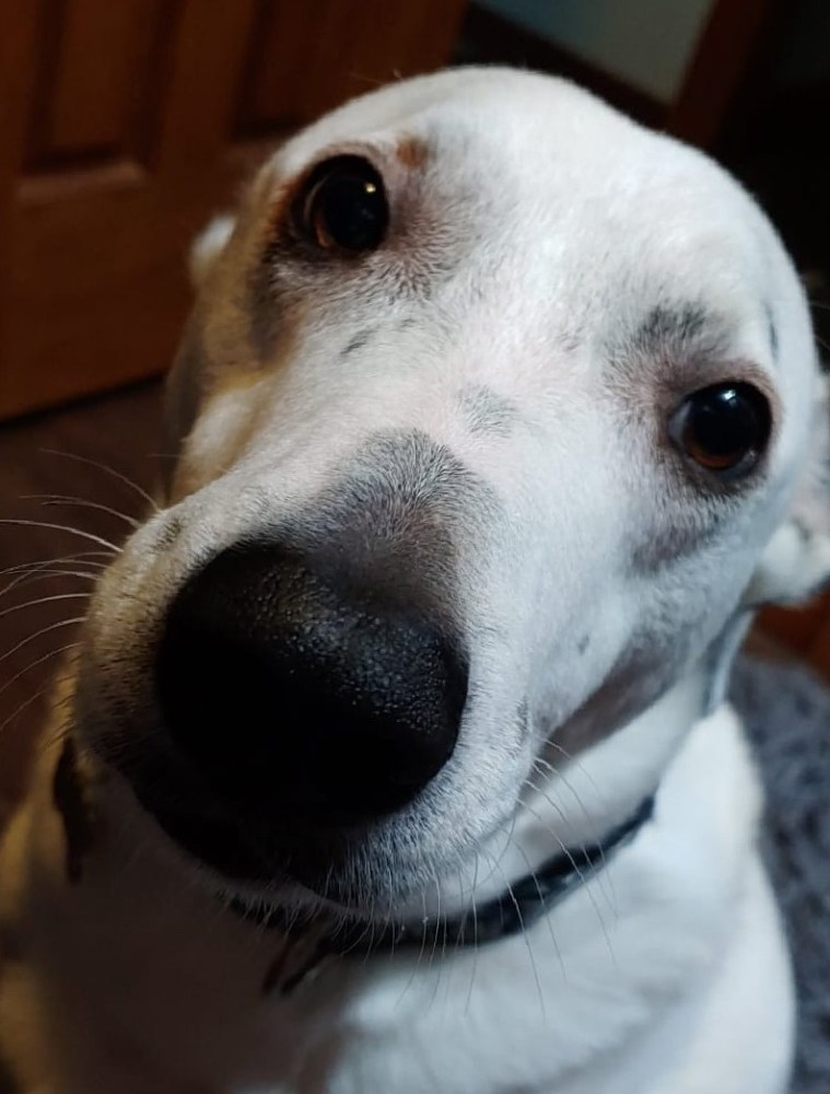 a close up of a dog looking at the camera